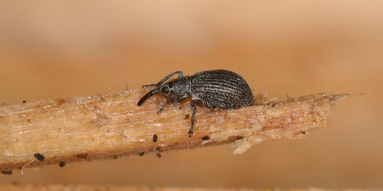 Apionidae:  Betulapion simile, femmina